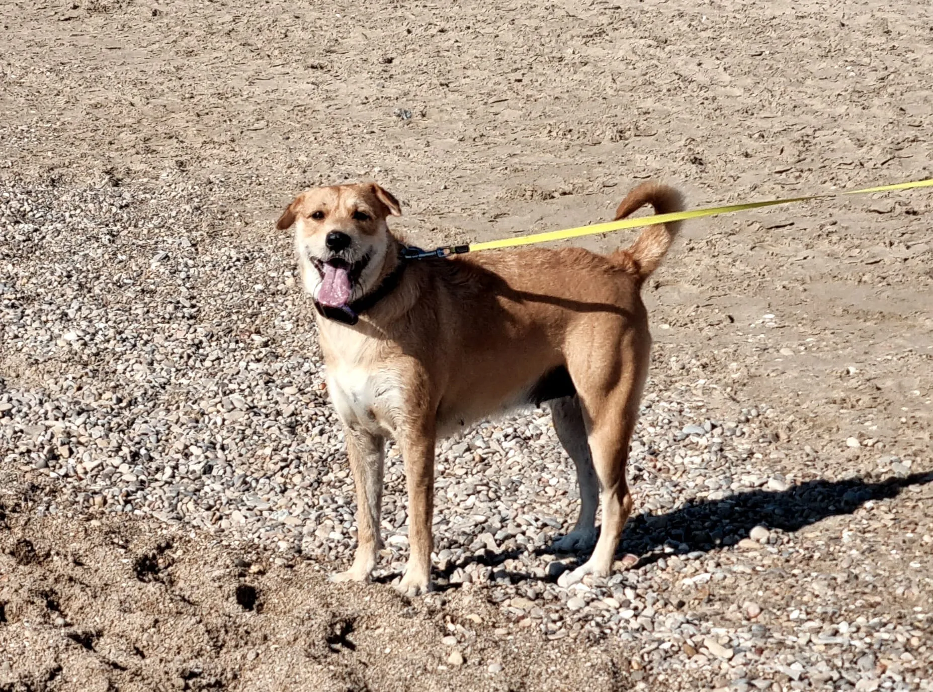 Mascota disfrutando de un paseo