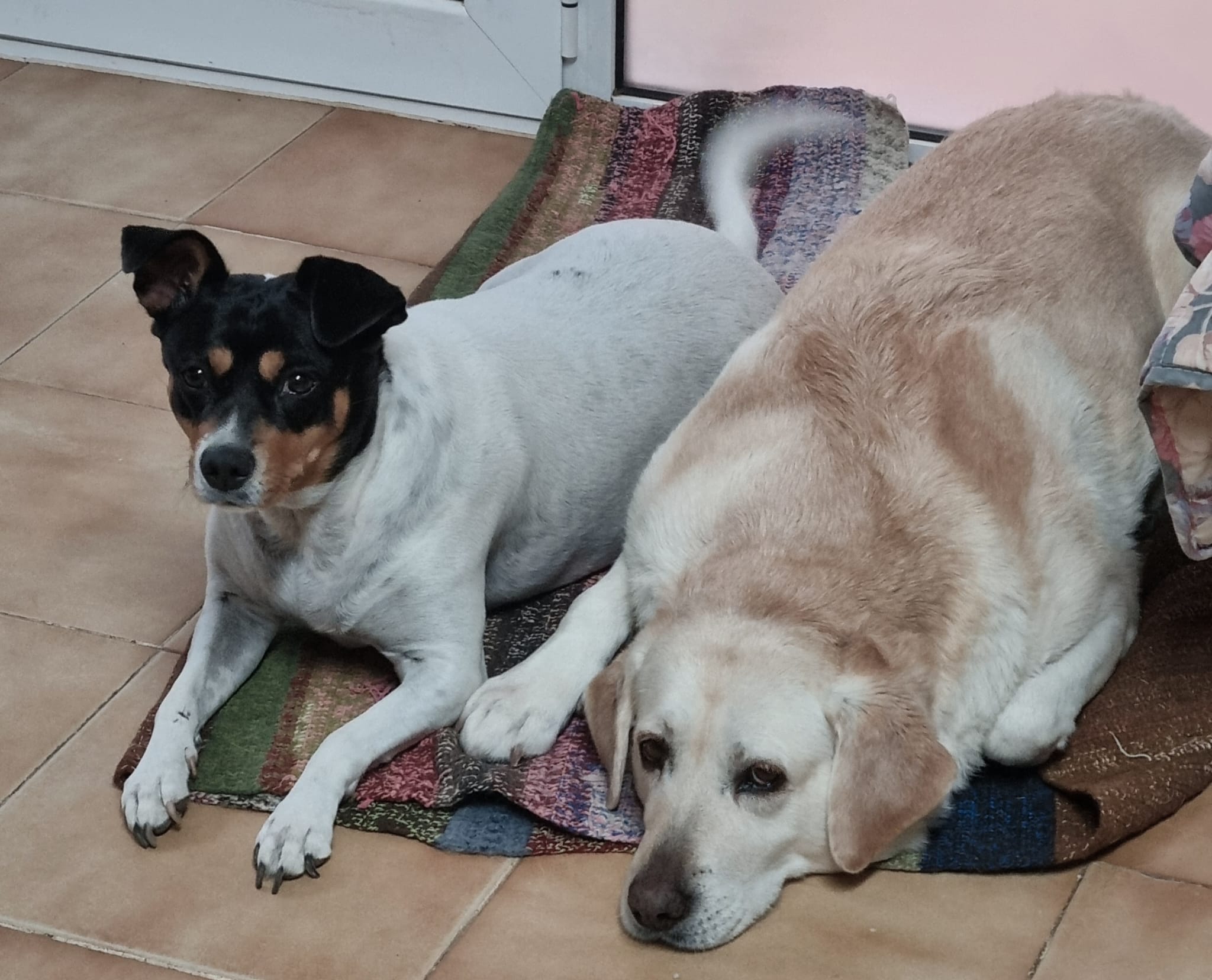 Lluna y Lady descansando